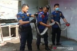 Heboh, ular piton 4 meter masuki pemukiman warga di Pekanbaru