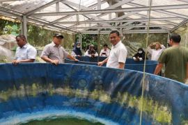 DPRD Provinsi Babel ajak warga kembangkan budi daya ikan air tawar