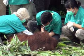 Sebelum dilepasliarkan, orangutan pun harus menjalani uji PCR