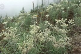 Mengintip keindahan Desa Wisata Edelweis Wonokitri