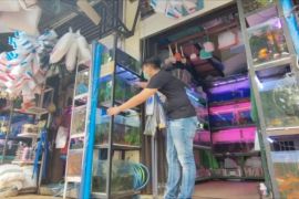 KKP sebut budi daya ikan hias meningkat 12,3 persen selama pandemi