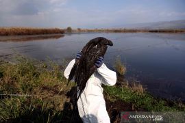 AS menemukan lebih banyak kasus flu burung pada unggas liar