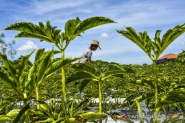 Target luas lahan tanam porang