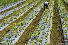 Kementan: Diversifikasi ke pangan lokal solusi hindari krisis