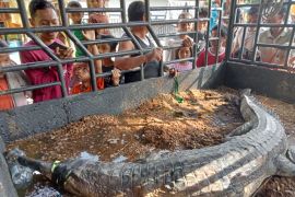 Sepekan berkeliaran, buaya berhasil diamankan warga