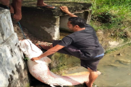 BKSDA cek penemuan ikan raksasa di lokasi banjir Aceh
