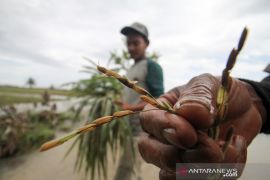 Padi terendam banjir
