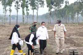 Pembersihan lahan sebagian lokasi hunian sementara di Lumajang tunggu panen cabai