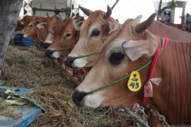 DPRD usulkan Perda Rumah Potong Hewan di Kota Surabaya direvisi