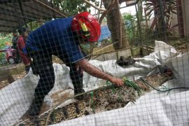 Penangkapan buaya rawa