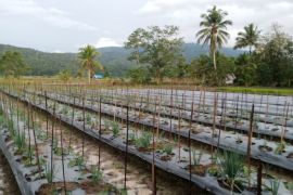 Hama tikus paksa petani Tapsel alihkan tanamannya dari padi ke hortikultura