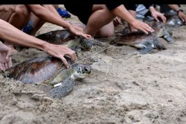 Pelepasliaran penyu sitaan