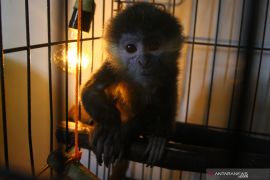 Rehabilitasi Bayi Lutung Jawa