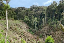 Kemenhut siapkan generasi muda pelestari hutan di Sulsel