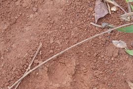 Harimau kembali masuk permukiman warga transmigrasi di Mukomuko