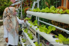 Dinas Pangan Kota Solok galakkan gang hijau tunjang ketahanan pangan