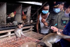 Sidak perdagangan satwa liar di Denpasar