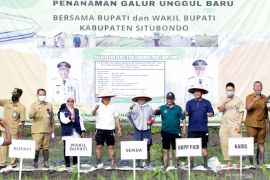 Pemkab Situbondo kembangkan varietas unggul padi baru