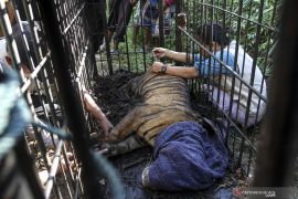 BKSDA Sumbar turun ke Pasaman Barat pastikan video harimau