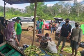 Kelompok Tani Binaan CSR CMI panen jagung