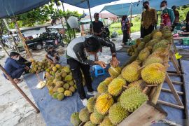 Pengembangan komoditi durian di Kalteng capai 3.274 hektare