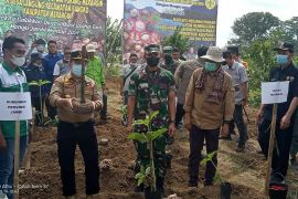 Pemkab Merangin ajak petani tanam porang