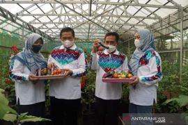 Program pekarangan pangan lestari Banjarmasin dibantu dana pusat
