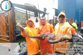 Petugas temukan ular sanca dua meter di saringan Kali Item Kemayoran