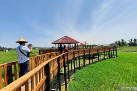 Walikota : Wisata sawah tambah pariwisata edukasi di Pariaman