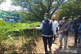 Pemkab Madiun dorong pemerintah tetapkan patokan harga umbi porang