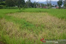 15 hektare lahan pertanian di Agam diserang hama tikus