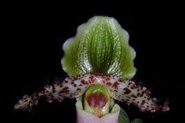 Anggrek kantung terancam kelestariannya di Indonesia