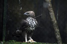 Pusat Suaka Satwa Elang Jawa  di Loji Bogor