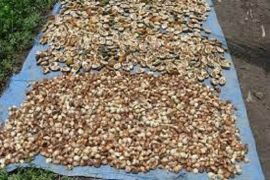 Bupati Tanjabtim ajak BUMN bantu kembangkan briket sabut pinang