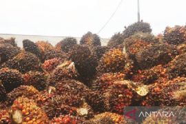 Harga CPO naik Rp764 per kilogram di Jambi