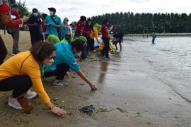 BKSDA Bali imbau masyarakat tak ganggu penyu bertelur