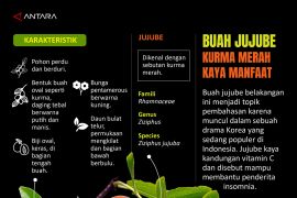 Buah jujube, si kurma merah kaya manfaat