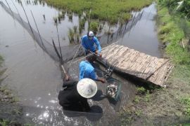 Peneliti ICRAF munculkan model bisnis unggulan untuk desa gambut Sumsel