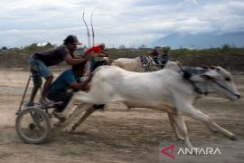 Tradisi Karapan Sapi Usai Panen Page 1 Small