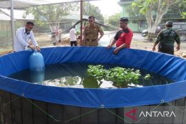 Dinas Perikanan bantu  program ketahanan pangan Kodim 1010 Tapin