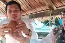 Masyarakat diminta kembangkan aren karena bernilai ekonomis