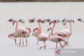 Burung Flamingo di danau garam Larnaca Siprus