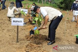 Meratus Mountains planted with 10 hectares of coffee