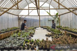 Petani milenial ekspor tanaman hias