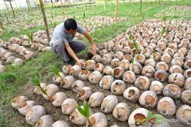 BPTP Gorontalo budidayakan bibit kelapa Molowahu