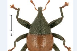 BRIN sebut 80 persen penemuan spesies baru berasal dari Sulawesi