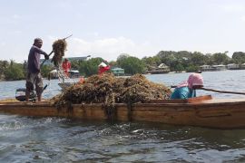 Permintaan rumput laut Batam meningkat sepanjang 2021