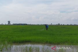 Pemprov Kalteng bantu penyediaan benih petani terdampak penyakit tungro