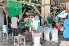 PLN NTB dukung pelaku usaha penggilingan padi melalui pertanian elektrik