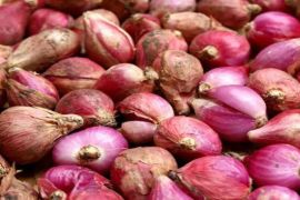 Harga bawang merah bergerak  naik di Medan